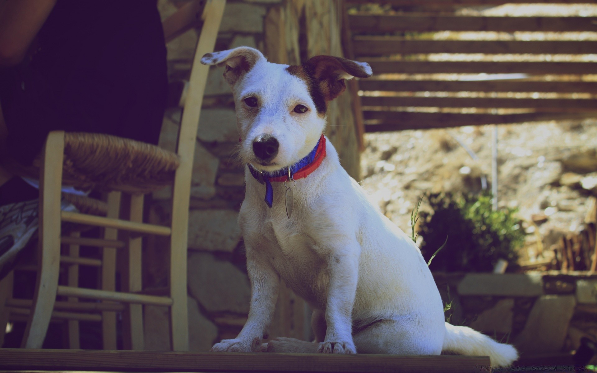 cães cão animal de estimação cinologista mamífero retrato fofa sentar-se animal sozinho filhote de cachorro