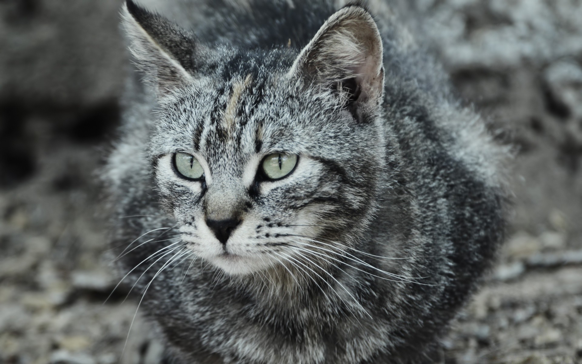 katze tier fell säugetier niedlich katze natur wild tierwelt kopf haustier grau porträt haare auge