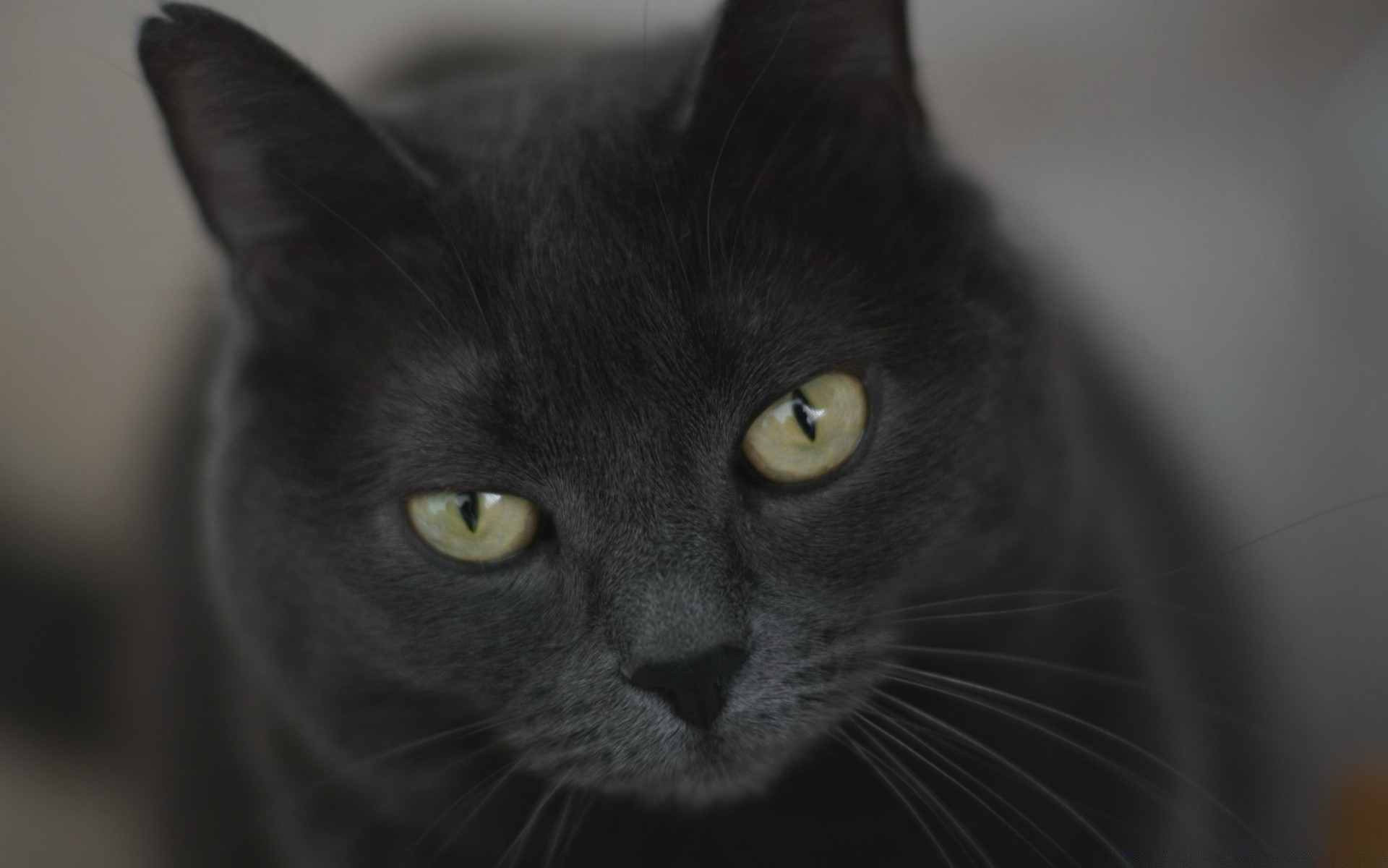 chat chat portrait oeil mignon animal fourrure gris unique domestique animal cheveux aperçu chaton