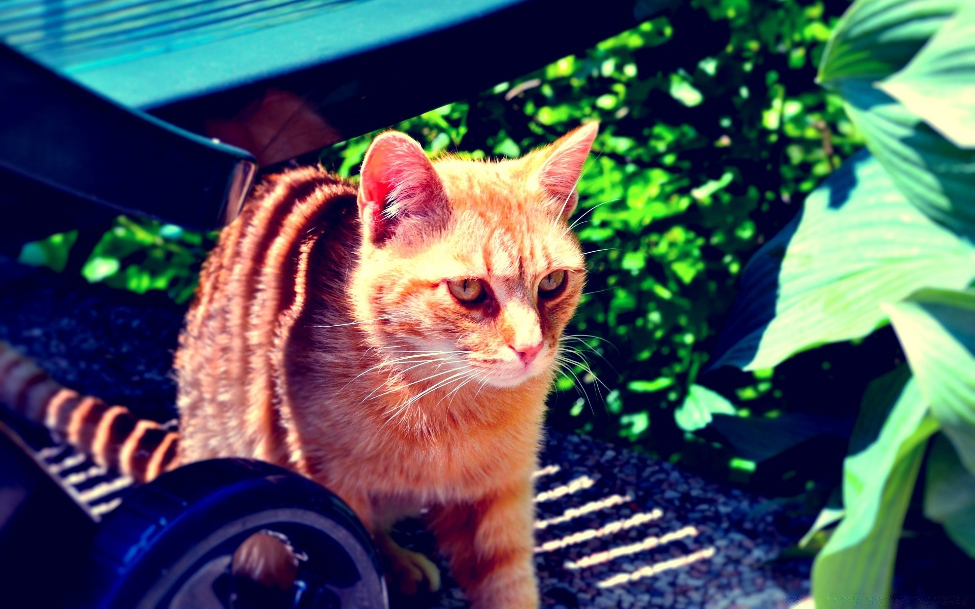 gatos fofa gato animal retrato natureza pele mamífero animal de estimação olho jovem