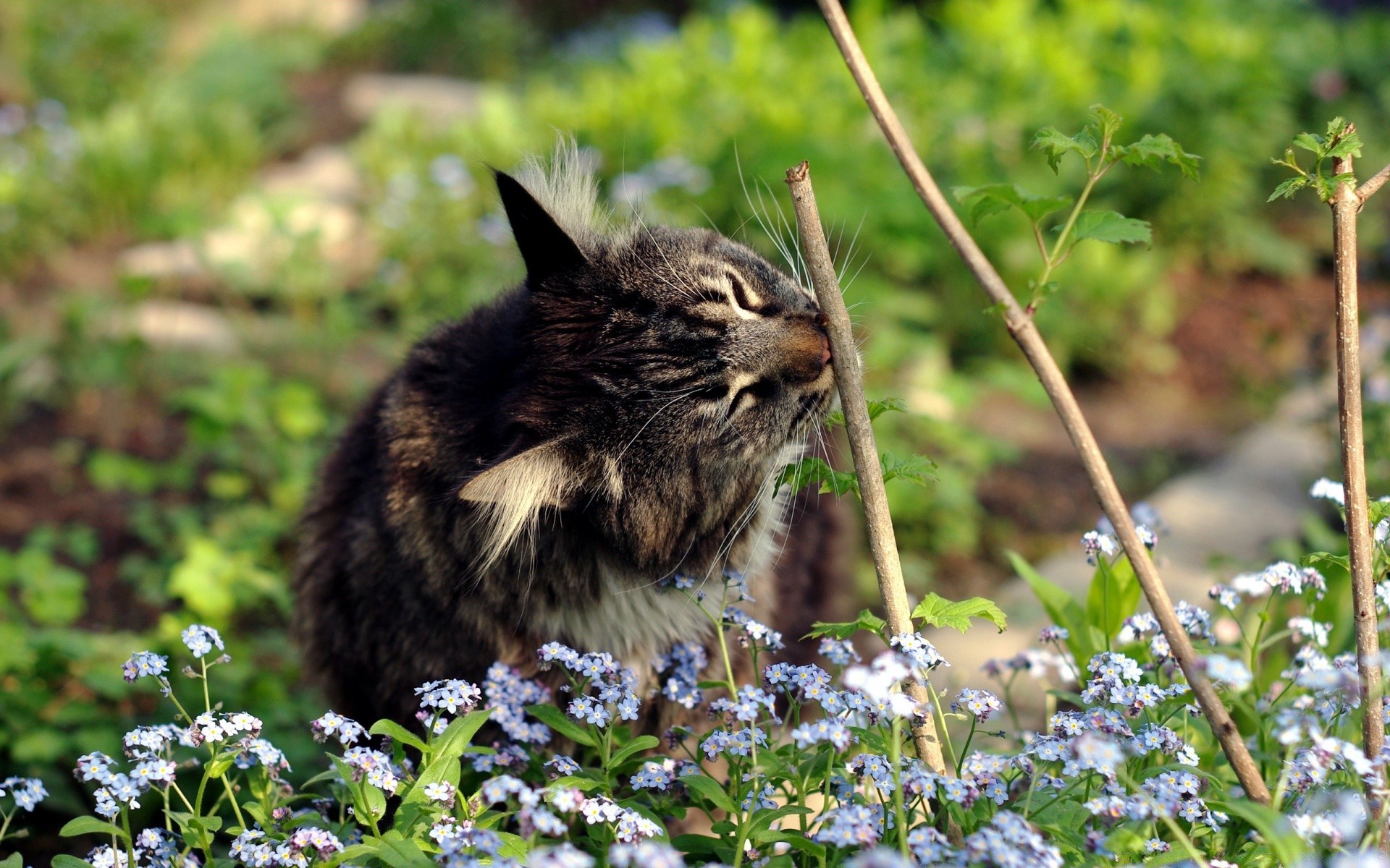 chats nature mignon à l extérieur herbe fleur jardin