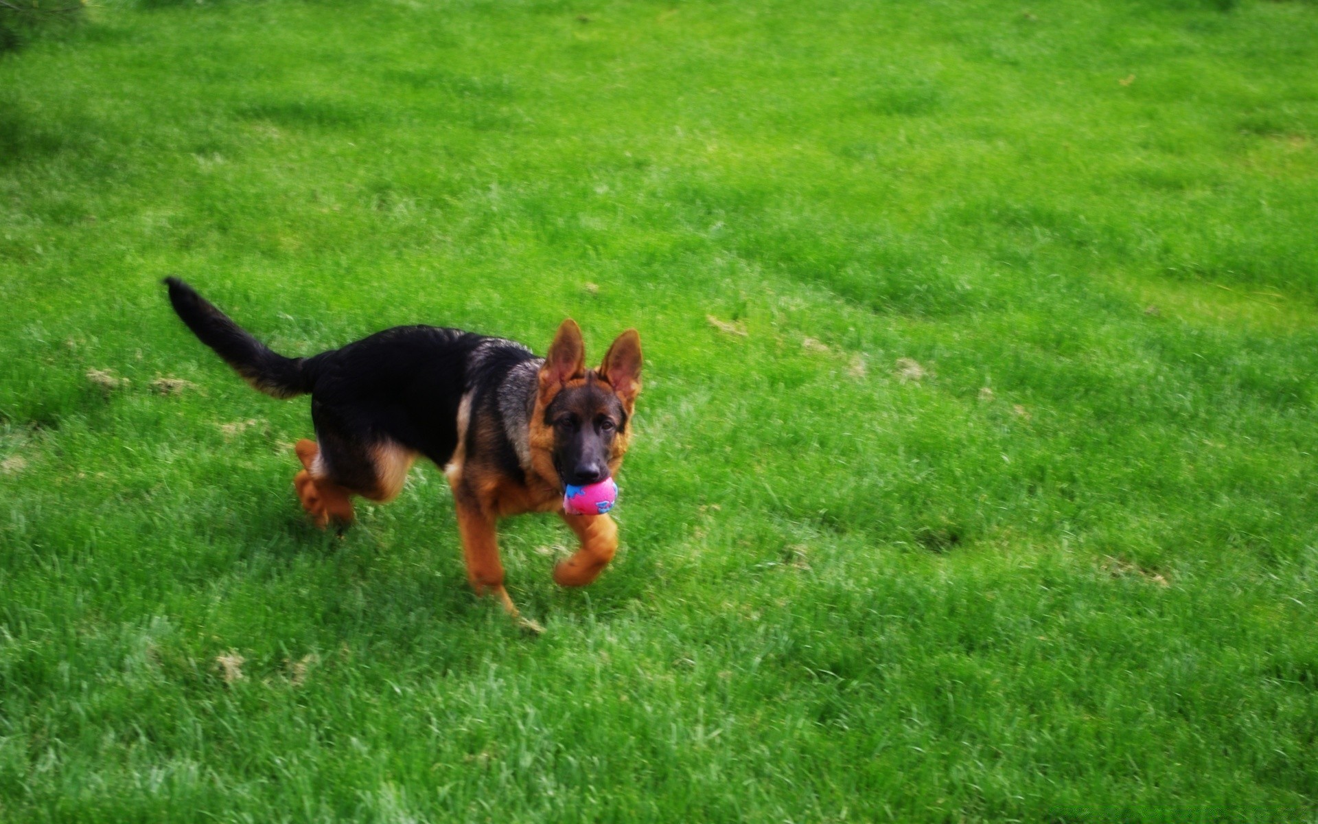 cães grama cão gramado cinegrafista fofa animal de estimação mamífero filhote de cachorro feno amigável verão jovem campo animal ao ar livre sozinho engraçado retrato pouco