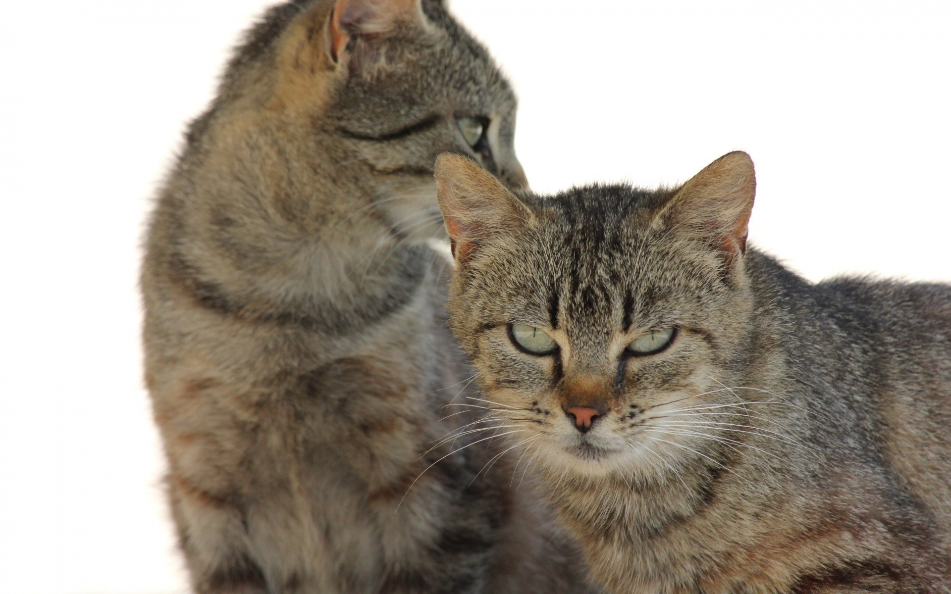 gatos lindo animal gato mamífero piel mascota ojo doméstico viendo gatito joven divertido bigote gris peludo retrato pequeño sentarse adorable mirando