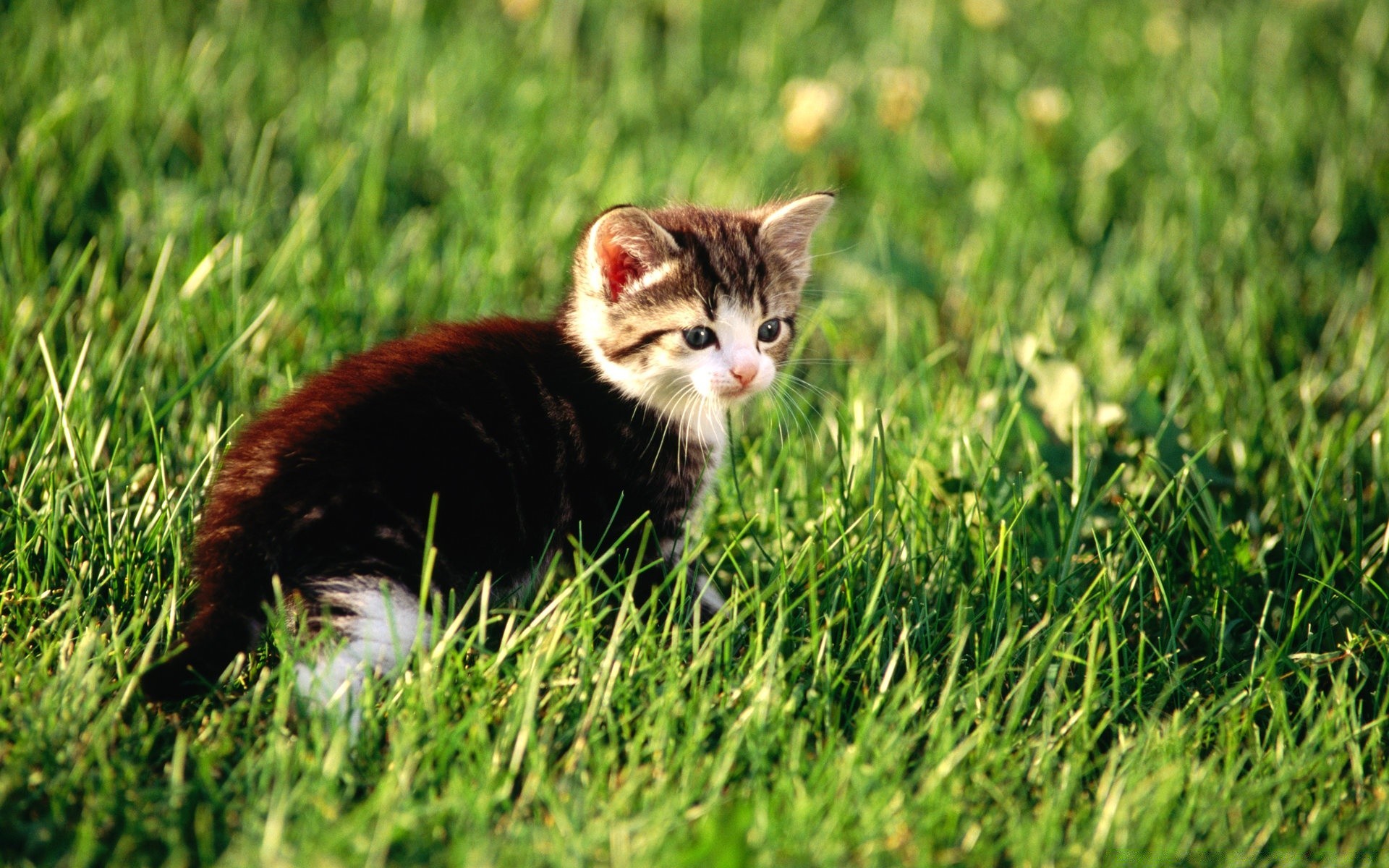 gatti erba natura carino campo giovane estate fieno piccolo animale all aperto occhio gatto