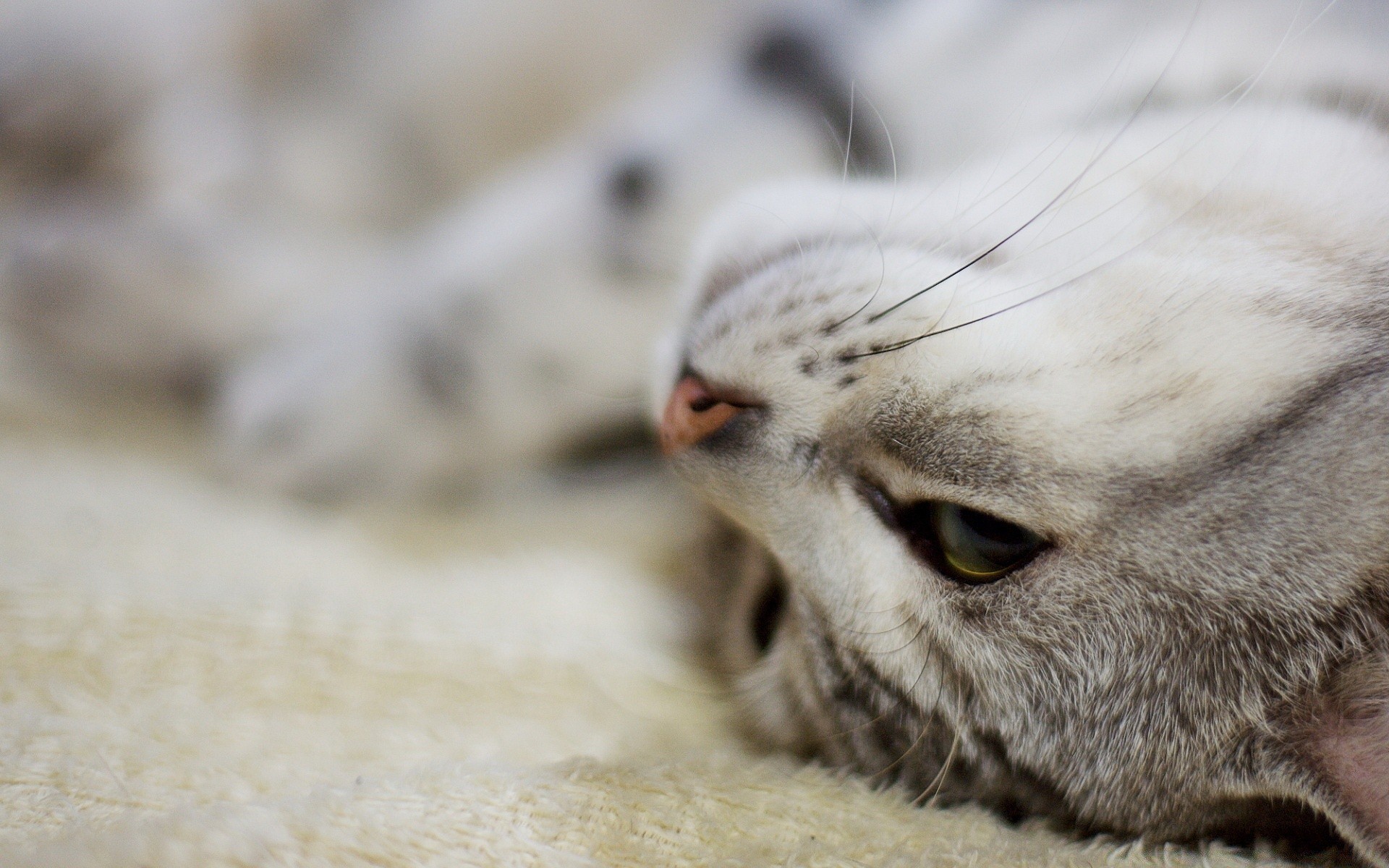 katze tier niedlich katze porträt natur auge haustier fell grau säugetier wenig vorschau kätzchen tierwelt junge inländische schlaf haare