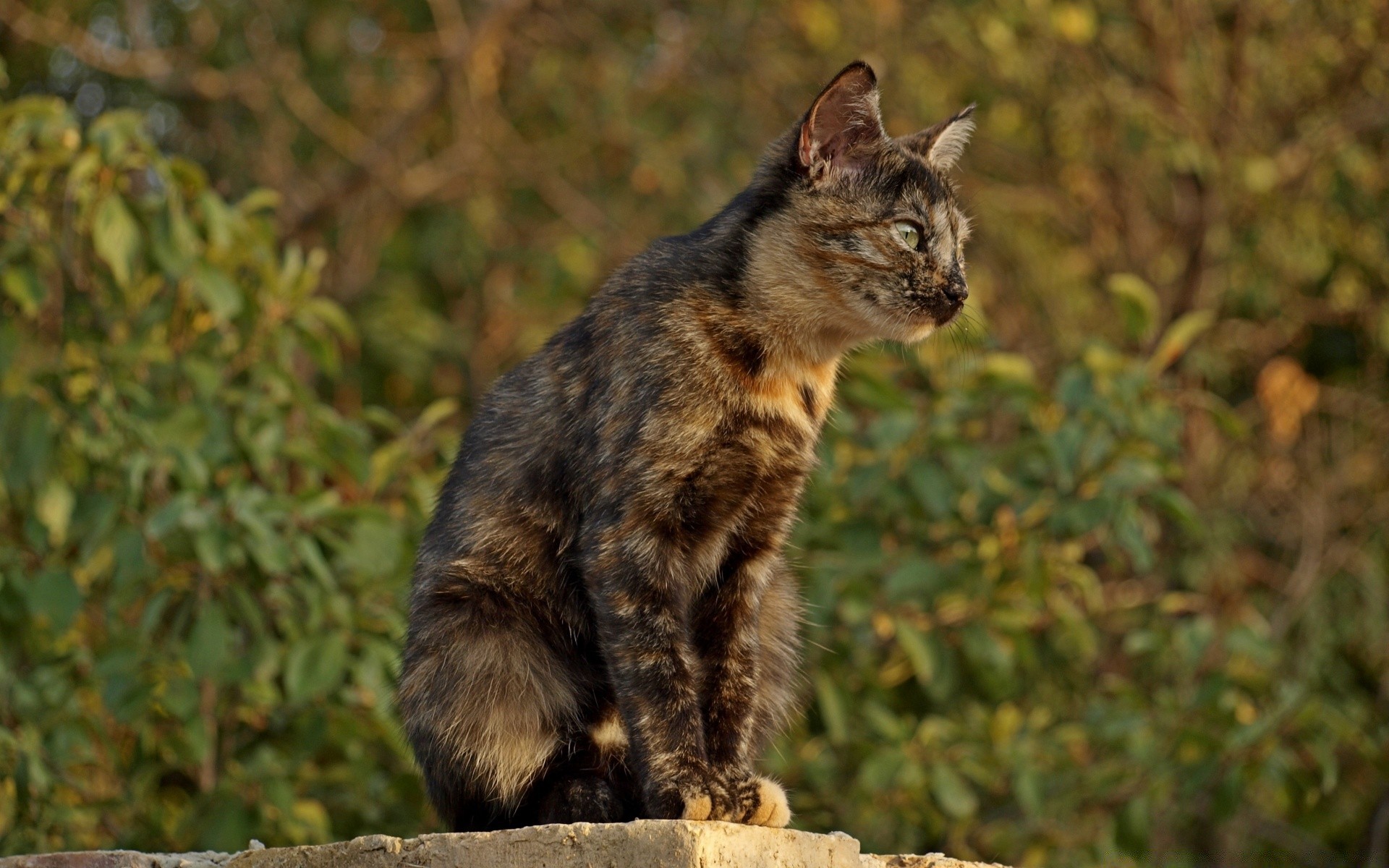 chat mammifère chat animal mignon nature portrait à l extérieur fourrure animal de compagnie unique la faune jeune oeil cheveux