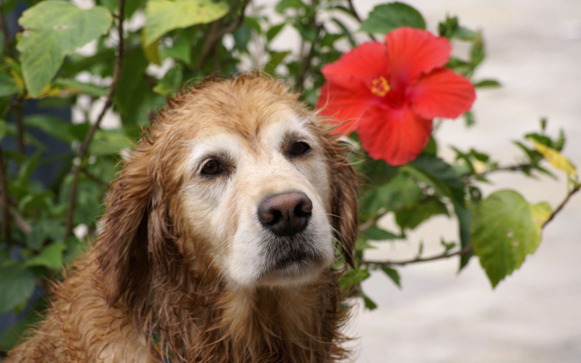 dogs dog mammal pet cute nature animal canine grass little outdoors