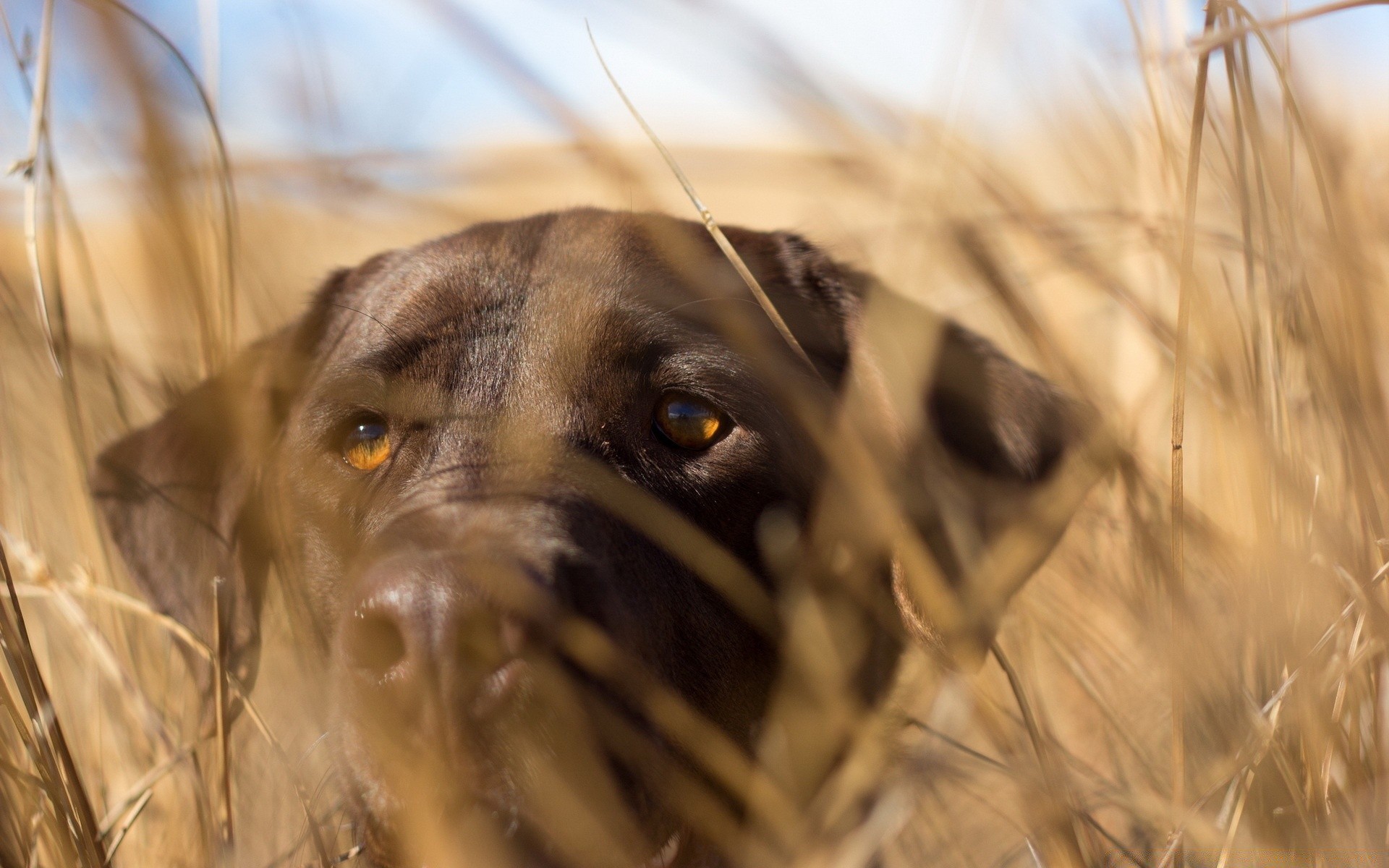 dogs nature grass field animal outdoors dog rural gold