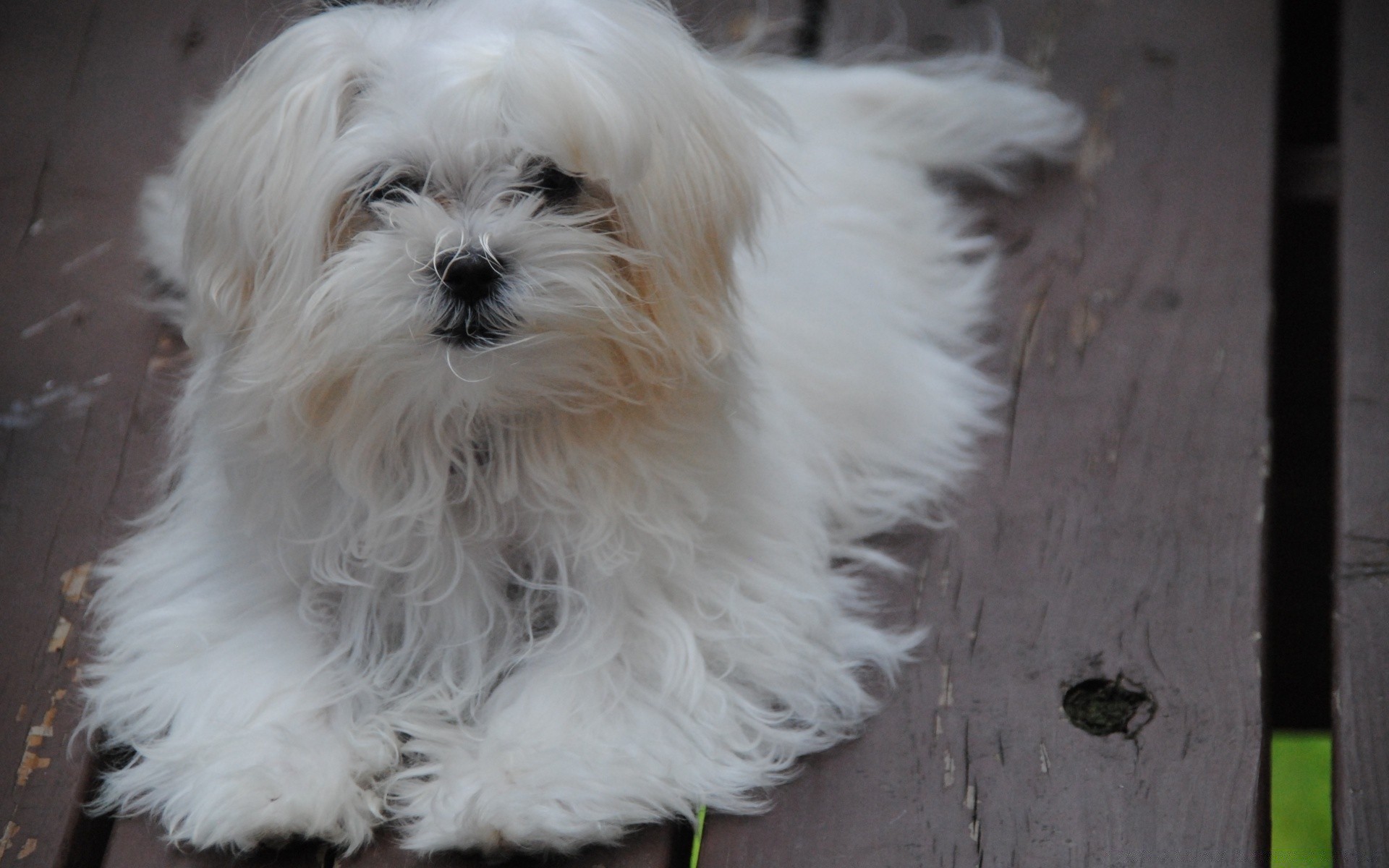 köpekler köpek hayvan memeli sevimli evde beslenen hayvan kürk portre köpek eğitmeni küçük yerli genç köpek yavrusu tüylü