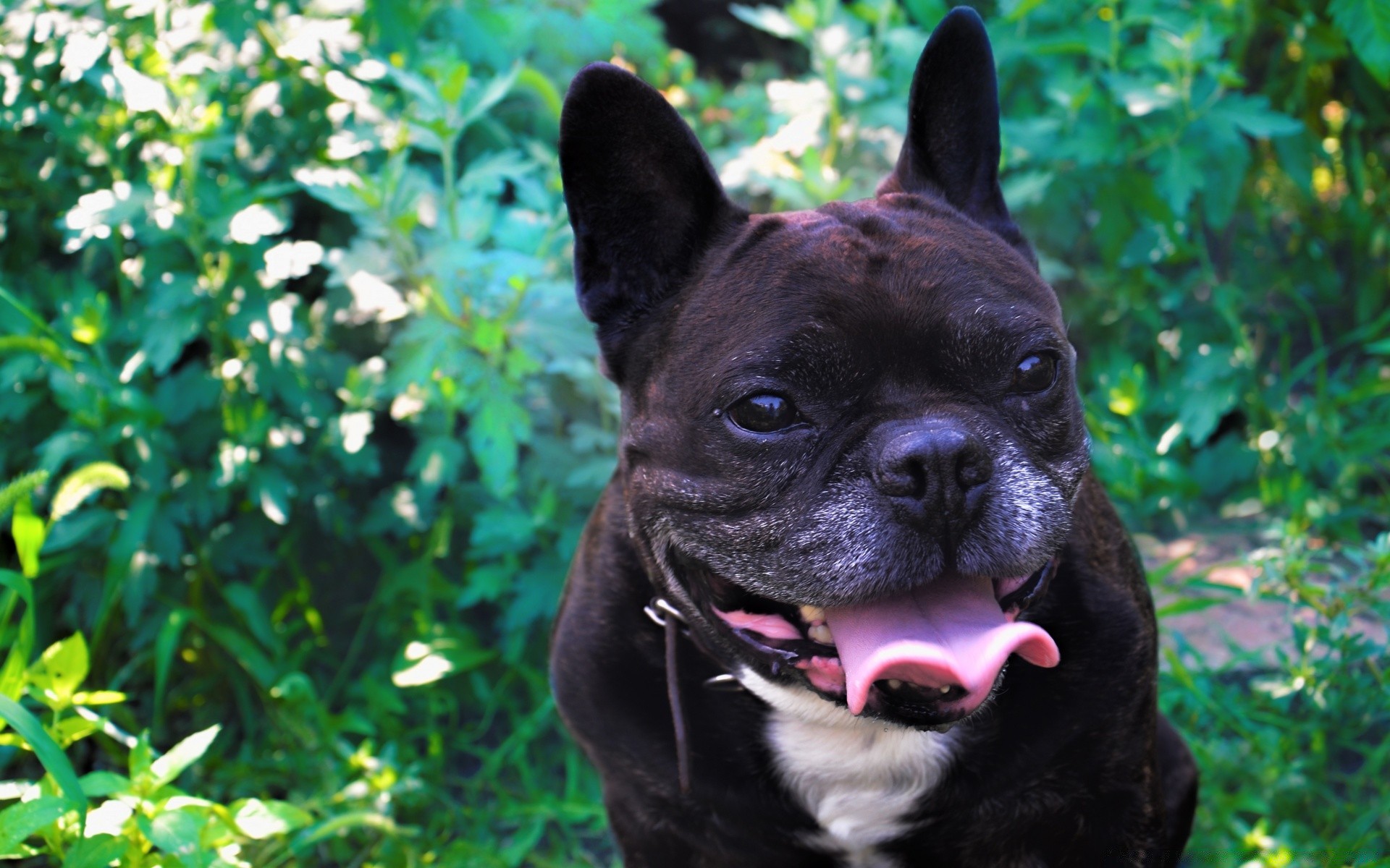 katze hund niedlich säugetier hundespezialist haustier porträt tier welpe gras wenig natur