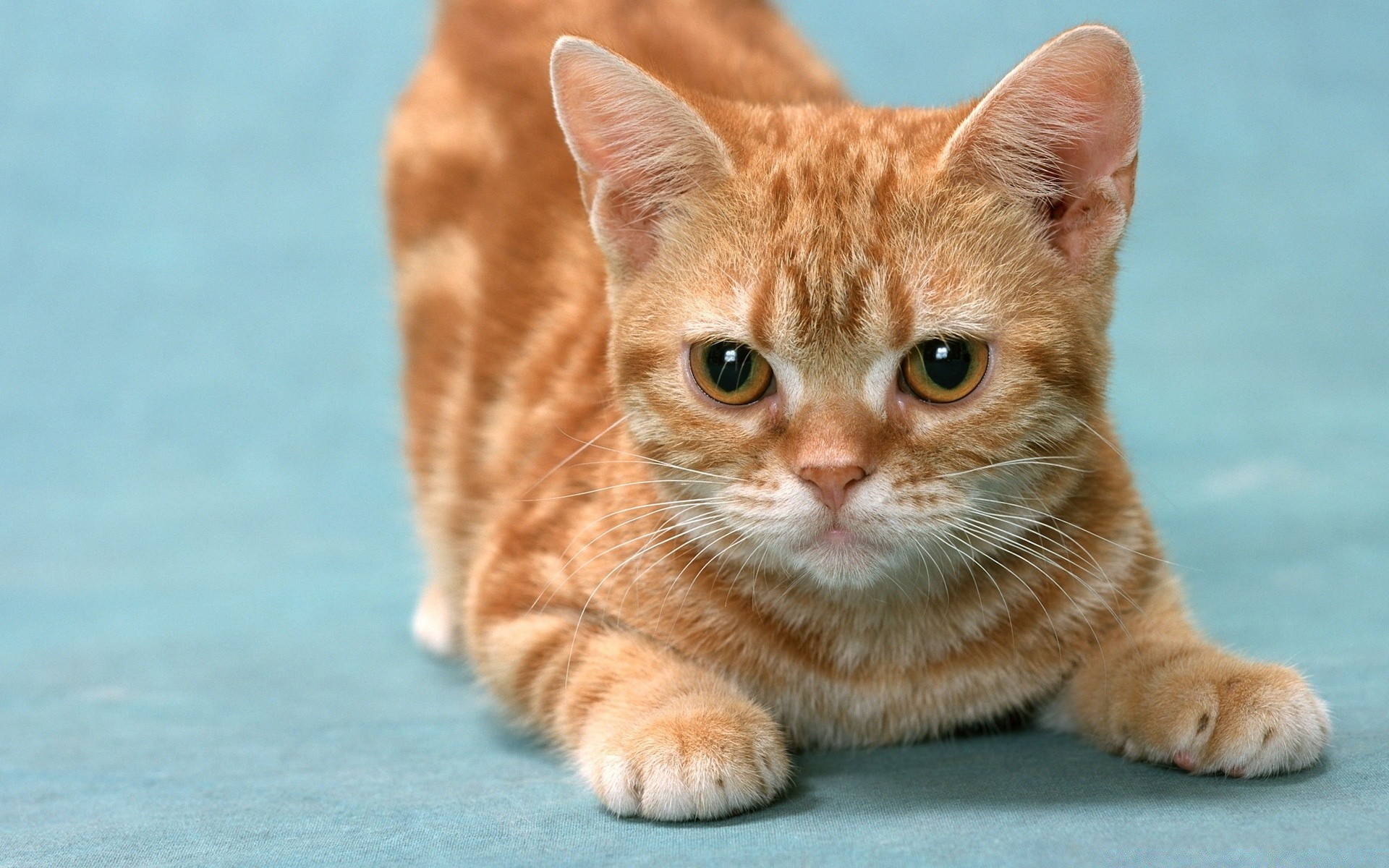 katze niedlich fell tier katze haustier wenig säugetier porträt jung anzeigen inländische auge kätzchen lustig sitzen liebenswert flaumig neugier