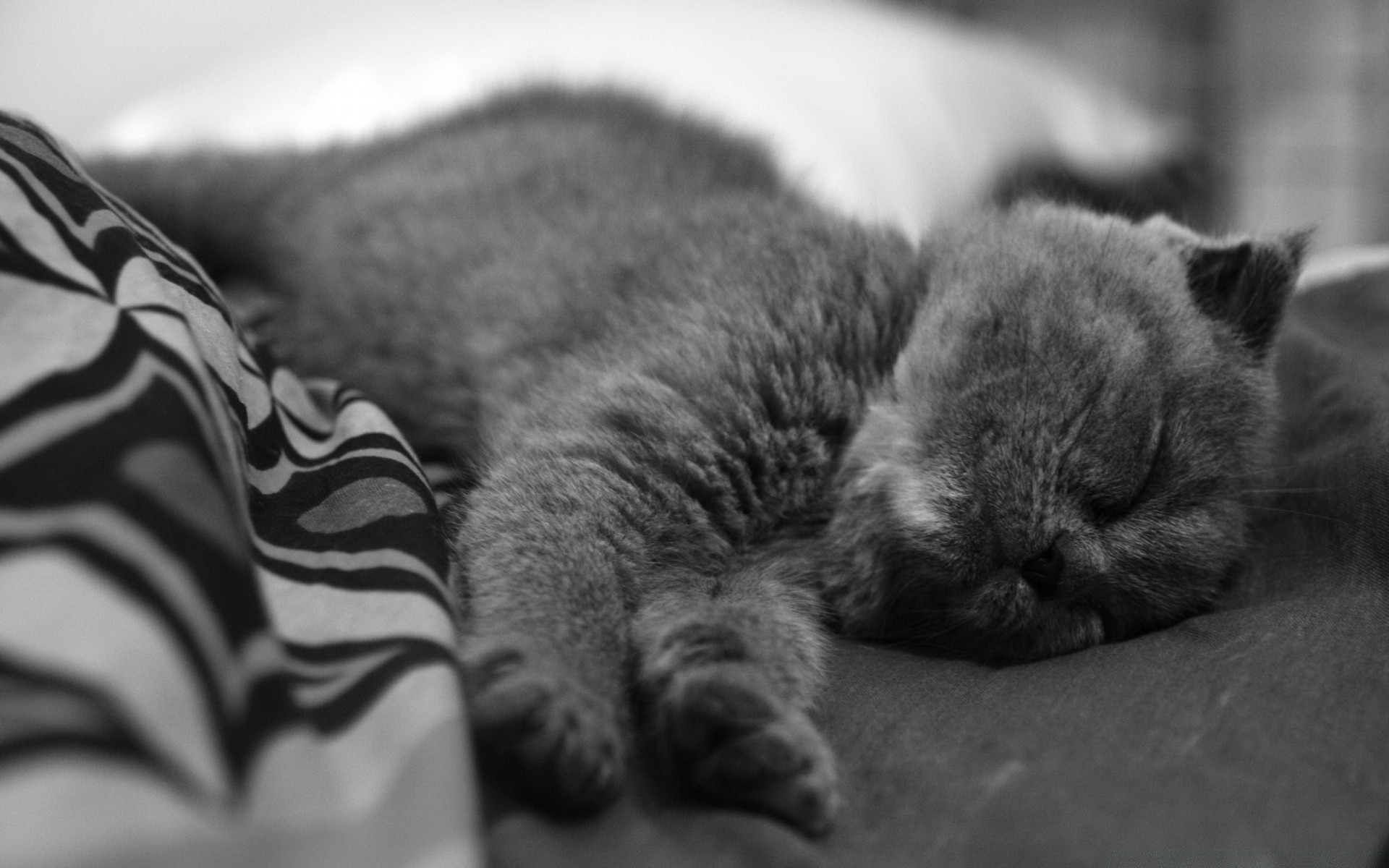 gatos sueño monocromo gato retrato mamífero animal bebé lindo solo sueño familia mascota