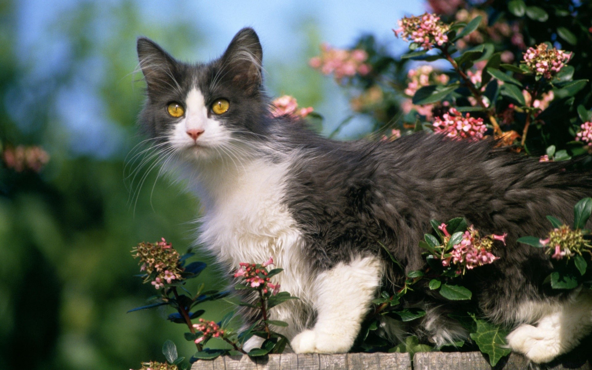 chats mignon chat nature portrait animal mammifère chaton animal de compagnie fleur