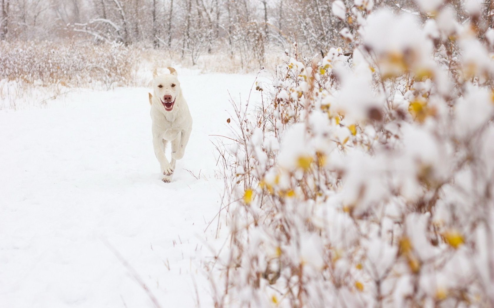 dogs winter snow cold nature frost season outdoors ice tree frozen frosty weather landscape dog wood fair weather