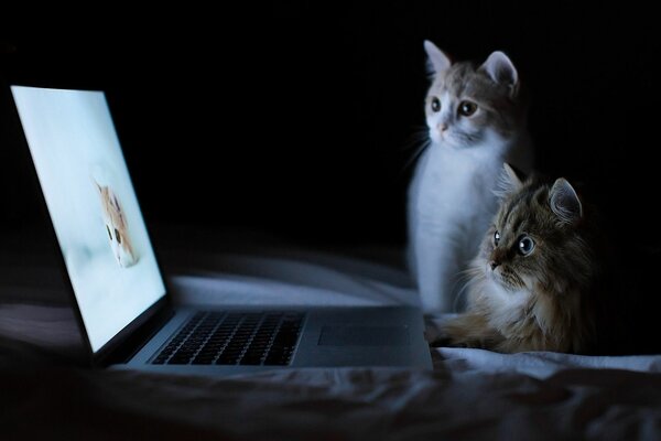 Two cats sitting in front of a laptop