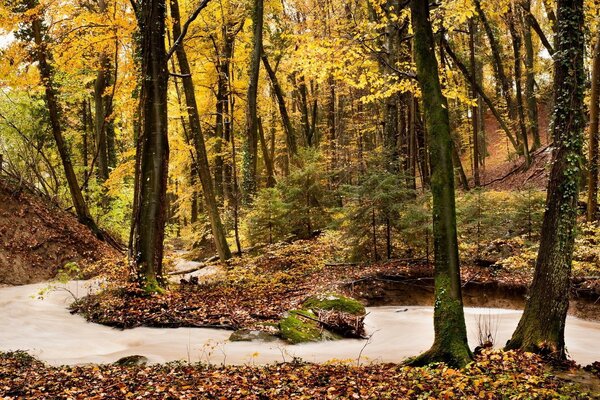 Autumn forest. Golden Time