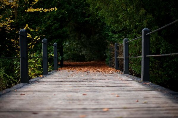 El camino que conduce al bosque de otoño