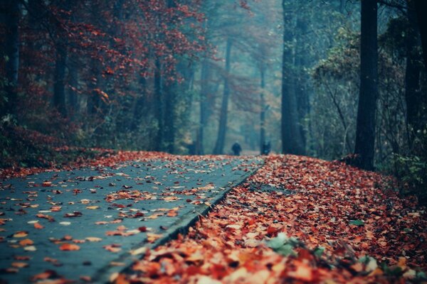 Autumn road is a sad sight dry leaves