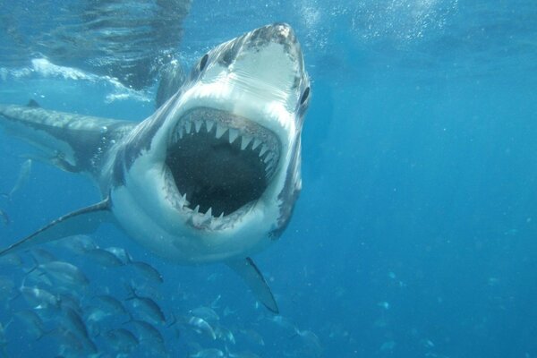 Tiburón muestra dientes en el agua