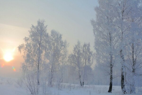 Matin d hiver dans le bosquet de bouleaux