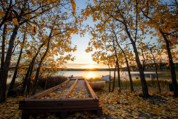 Beautiful sunset. Autumn forest