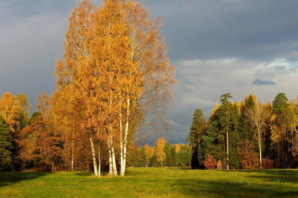 Árboles de otoño. Caída de la hoja de oro