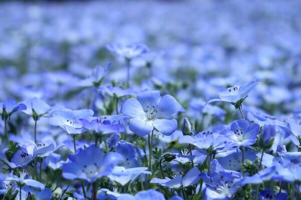 Flores azules inusualmente delicadas