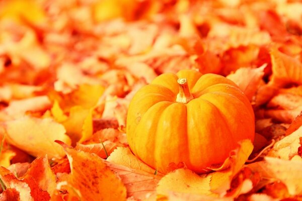 Calabaza naranja en el follaje de otoño caído