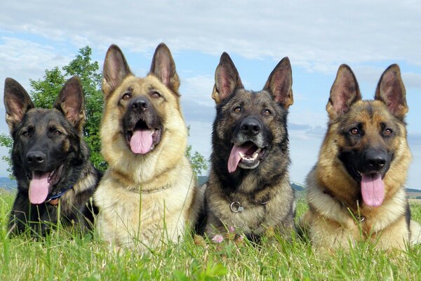 Vier große Hunde liegen