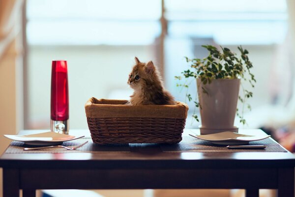 Chaton mignon dans le panier