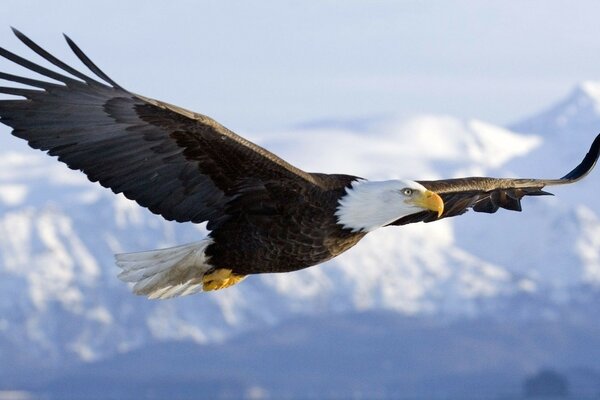 A proud eagle on the background of white mountains