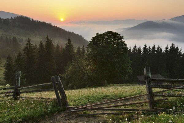 High mountains. Green Forest