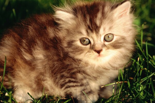 Gatito peludo en la naturaleza