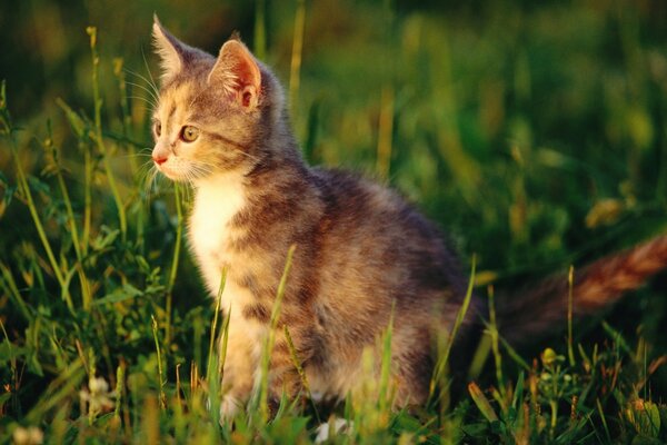 Sevimli yavru kedi çimenlerin içinde oturuyor