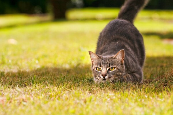 Il gattino grigio caccia nell erba