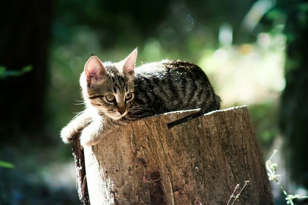 A gray kitten is resting on a stump