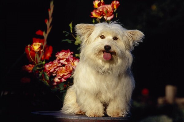 A white dog is sitting by the flowers