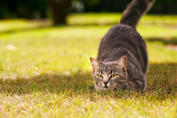 Die Mutterkatze ging auf die Jagd