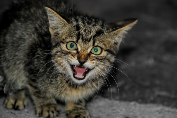 Animal mignon de mammifère de chat