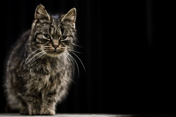 Grande gatto che guarda il bersaglio