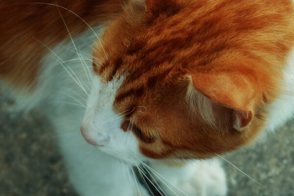 A white-red cat on the asphalt