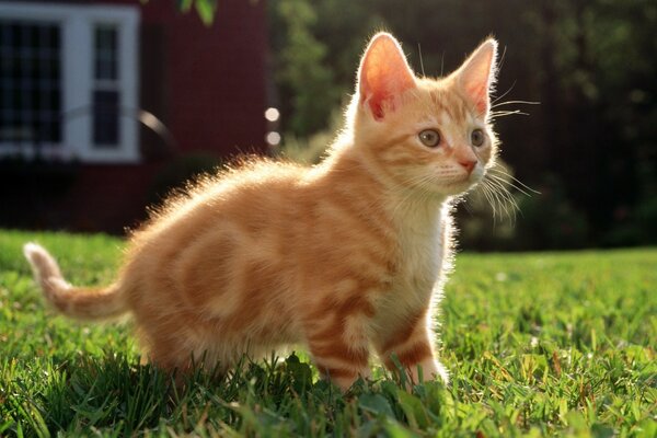 A red-haired kitten looks into the distance