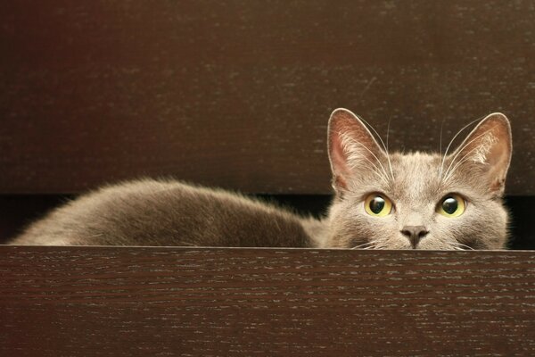 Gato se esconde em uma caixa de madeira