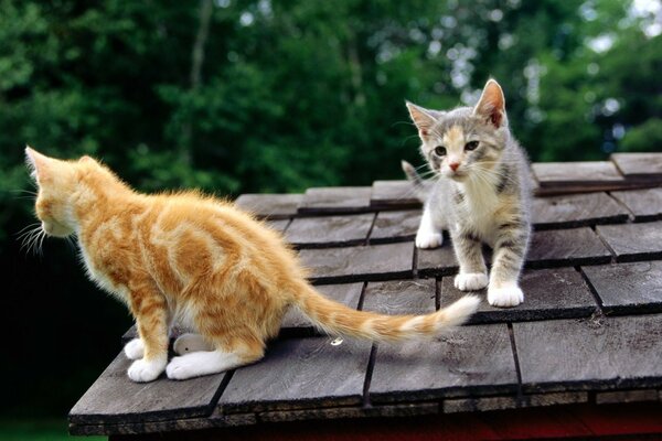 Cute kittens playing on the roof