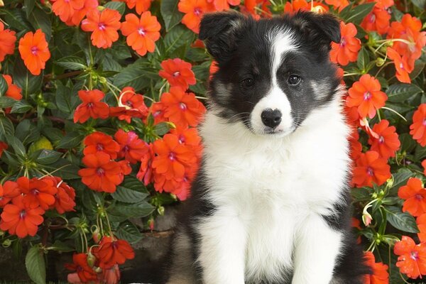 Çiçeklerin arka planında sevimli köpek yavrusu