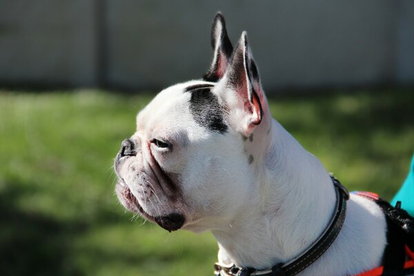 Chien avec un collier noir sur une promenade