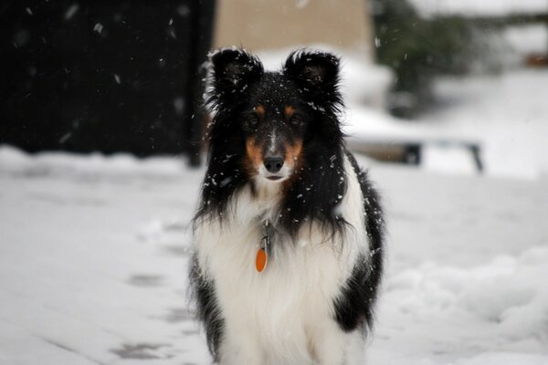 Cane in piedi sotto la neve che cade