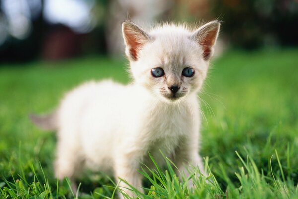 A white kitten in the green grass