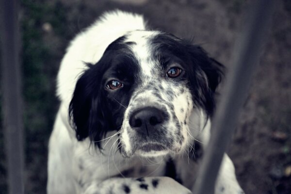 Lindo perrito con ojos tristes