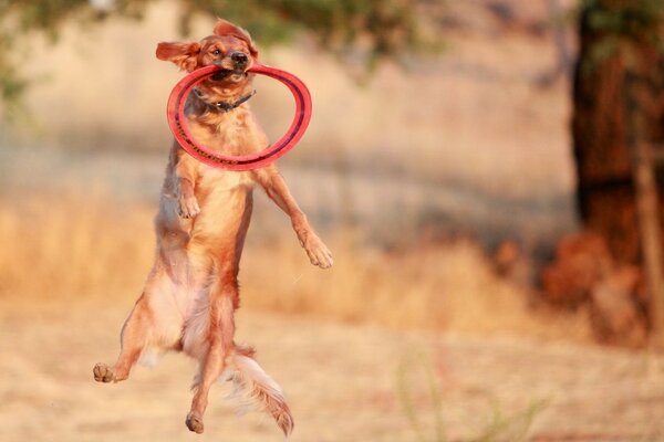 Le chien joue et attrape l anneau